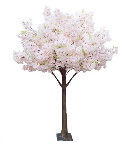5ft Cherry Blossom trees