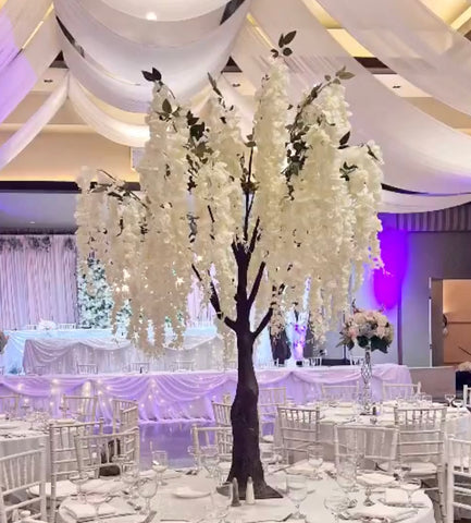 5ft white wisteria trees